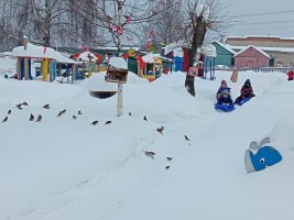 Наблюдаем за птицами 